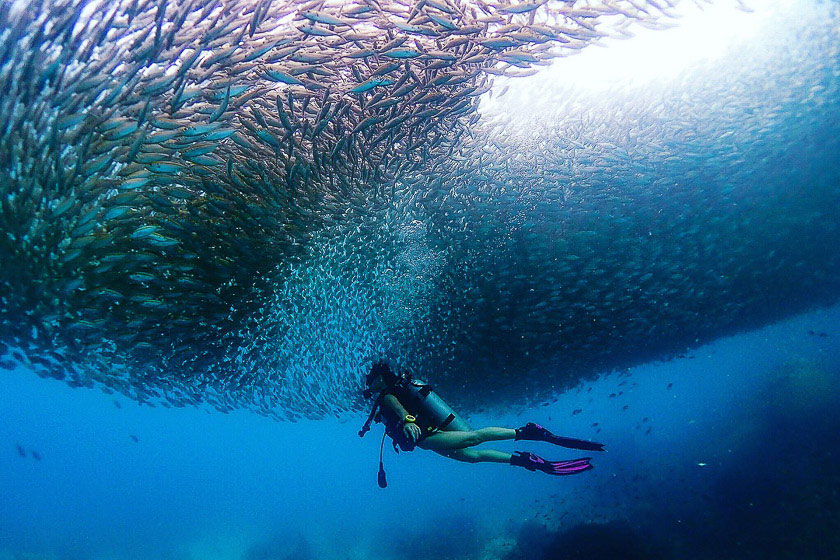 Koh Tao Diving Trip ทริปดำน้ำเกาเต่า